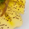 A close up of the petals and stamen of a yellow flower.
