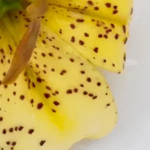 A close up of the petals and stamen of a yellow flower.