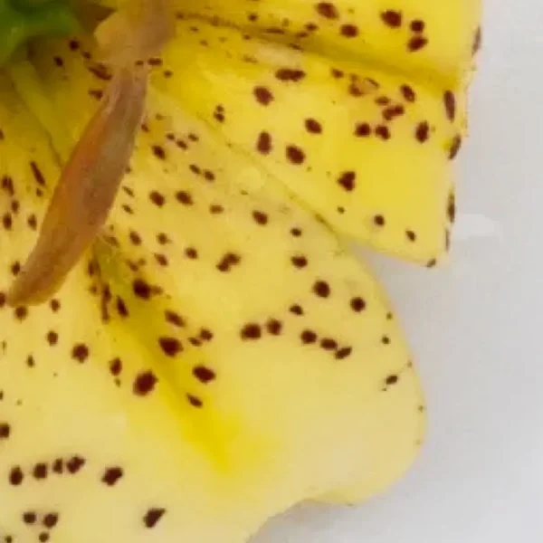 A close up of the petals and stamen of a yellow flower.