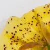 Yellow speckled flower petal close-up