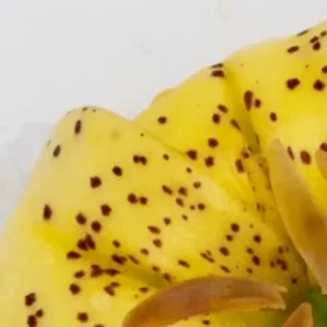 Yellow speckled flower petal close-up