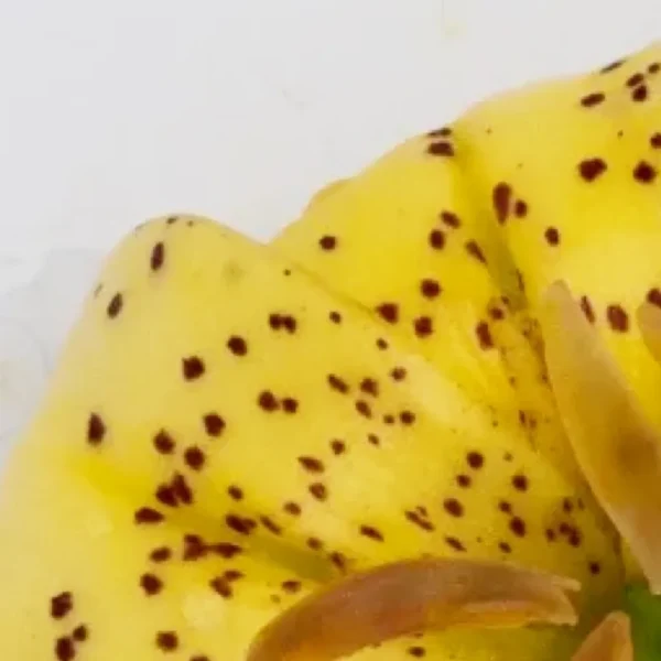 Yellow speckled flower petal close-up