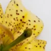 Close-up of yellow spotted lily center