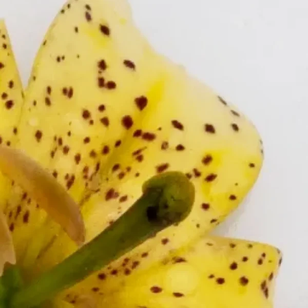 Close-up of yellow spotted lily center