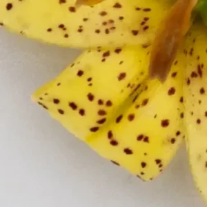 A close up of the petals of a yellow flower.