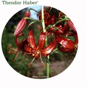 Red lily blossoms on tall green stem