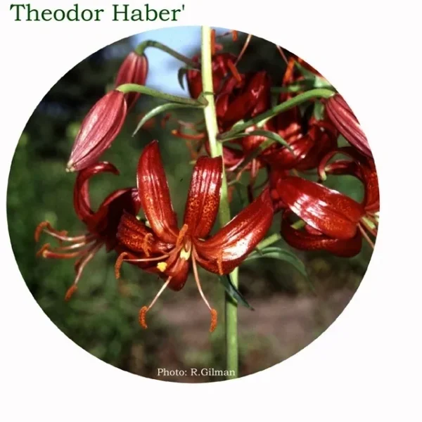 Red lily blossoms on tall green stem