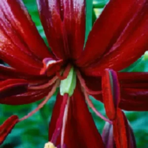 Deep crimson lily close-up with green background
