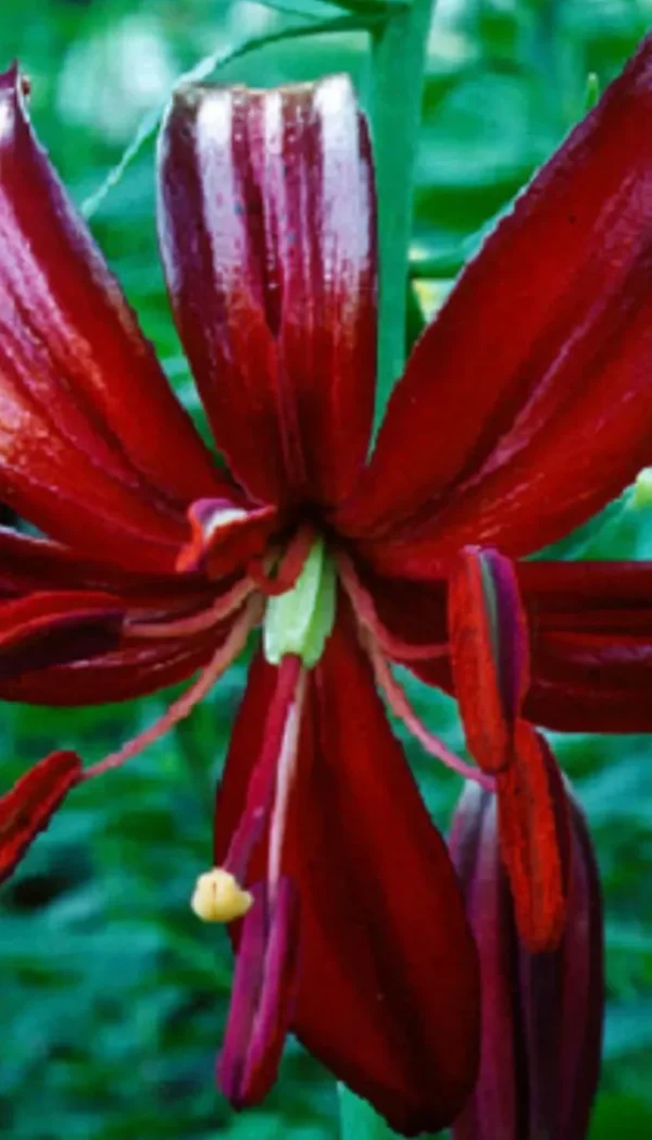 Deep crimson lily close-up with green background