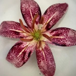 A flower is sitting on the plate
