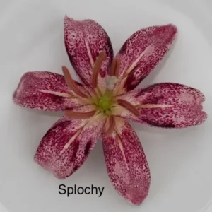 A close up of the flower with the word " splochy " underneath it.