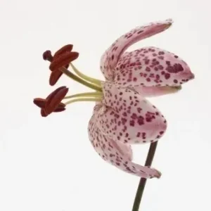 A pink flower with red spots on it.