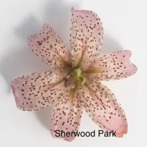 Top view pink speckled lily bloom