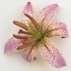 Speckled pink lily blossom, top view