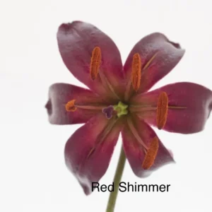A close up of the flower with red shimmer