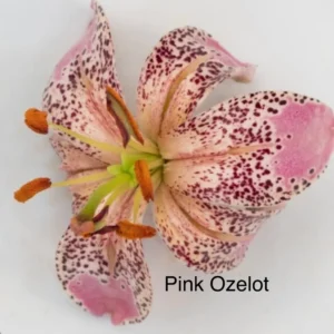A pink flower with spots on it's petals.