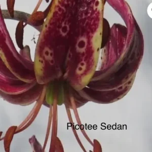 Picotee Sedan spotted lily close-up