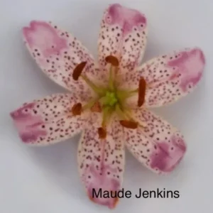 pink speckled lily blossom close-up