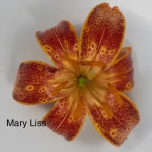 A close up of the flower with name mary liss