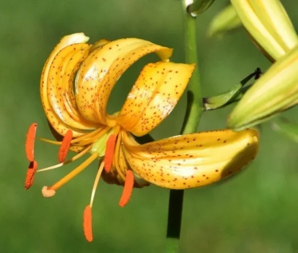 Recurved yellow lily with orange anthers