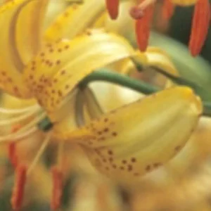 Close-up of yellow spotted lily with stamens