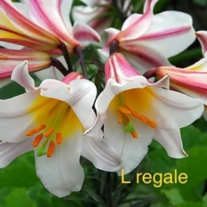 Regale lilies in full bloom.