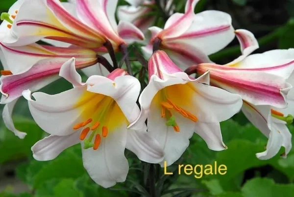 Regale lilies in full bloom.