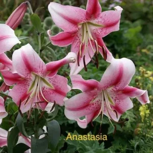 Anastasia lilies in garden bloom.
