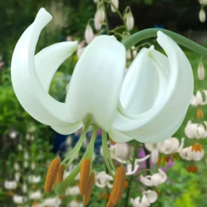 Snowy Morning lily flower bloom.