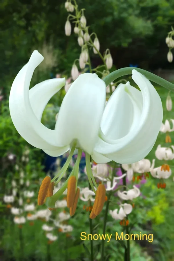 Snowy Morning lily flower bloom.