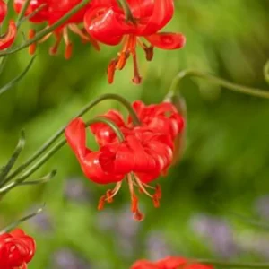 Red flowers with curly petals in garden.