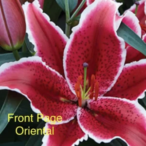 Pink lily with white edges and buds.