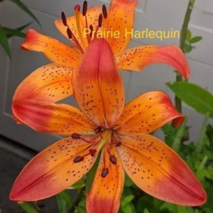 Orange Prairie Harlequin lily in bloom.