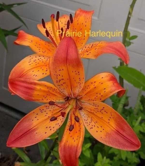 Orange Prairie Harlequin lily in bloom.