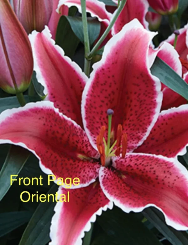 Pink lily with white edges and buds.