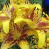 Yellow lilies with red speckles in garden.