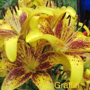 Yellow lilies with red speckles in garden.