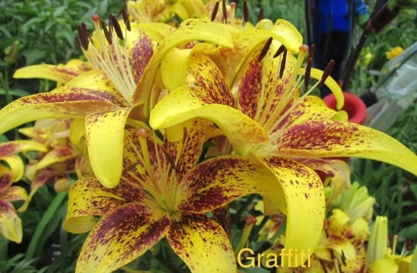 Yellow lilies with red speckles in garden.