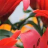 Close-up of vibrant red flowers and leaves.