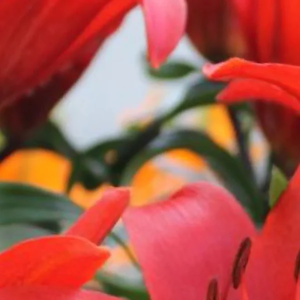 Close-up of vibrant red flowers and leaves.