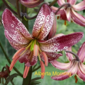 Marbled purple and white Alberta Morning lily.