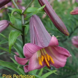 Pink lily flower in bloom.