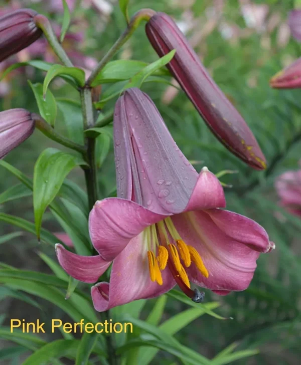 Pink lily flower in bloom.