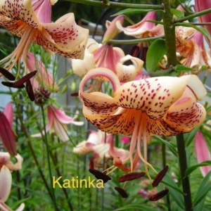 Katinka lily flowers blooming close up.
