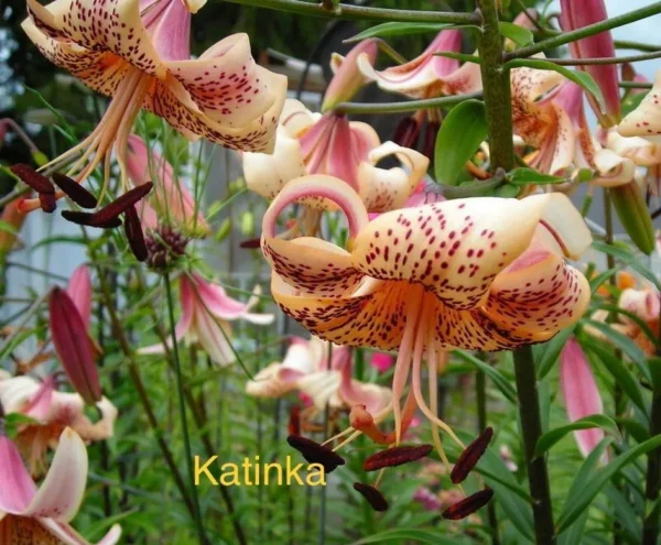 Katinka lily flowers blooming close up.