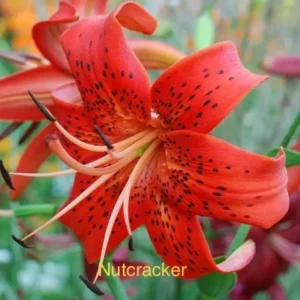 Red lily flower, Nutcracker variety.