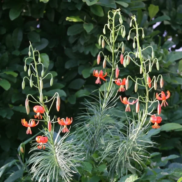 Orange flowers with green leaves in garden.