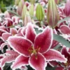 Pink lilies with green buds in garden.