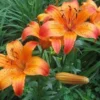 Orange lilies blooming among green leaves.