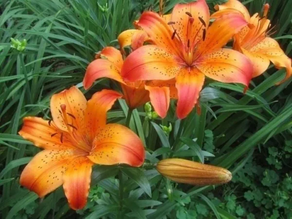Orange lilies blooming among green leaves.